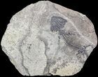 Discosauriscus (Early Permian Reptiliomorph) #62690-2